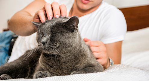 cat grooming himself