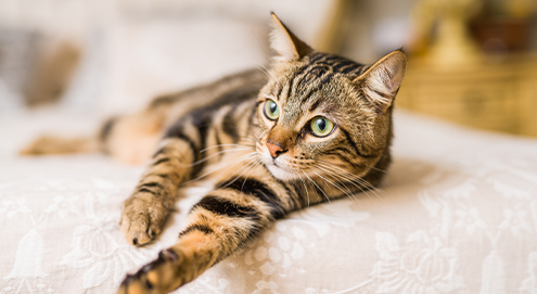 Chat tigré allongé sur un lit