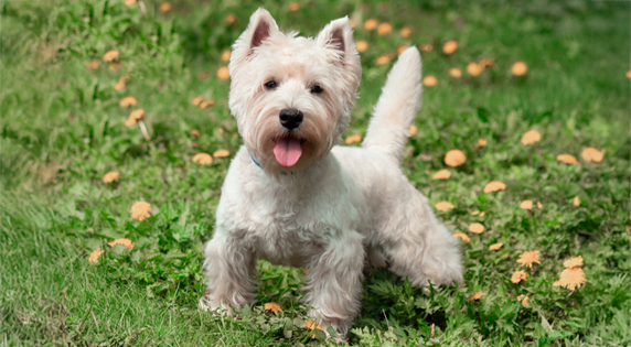 West Highland White Terrier