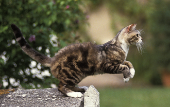 american wirehair