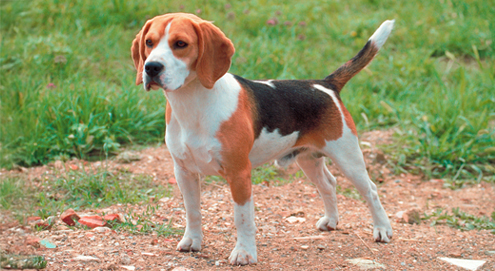 beagle