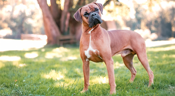 Boxer staand in het gras