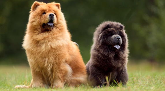 Chow Chow