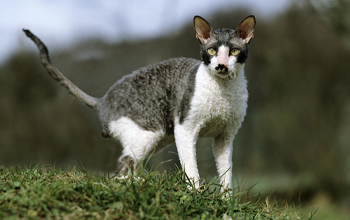 Cornish Rex