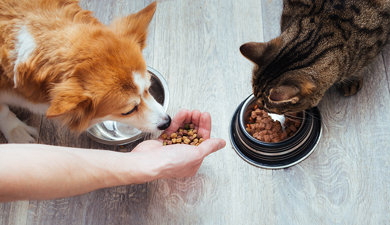 Hond en kat eten uit voerbak