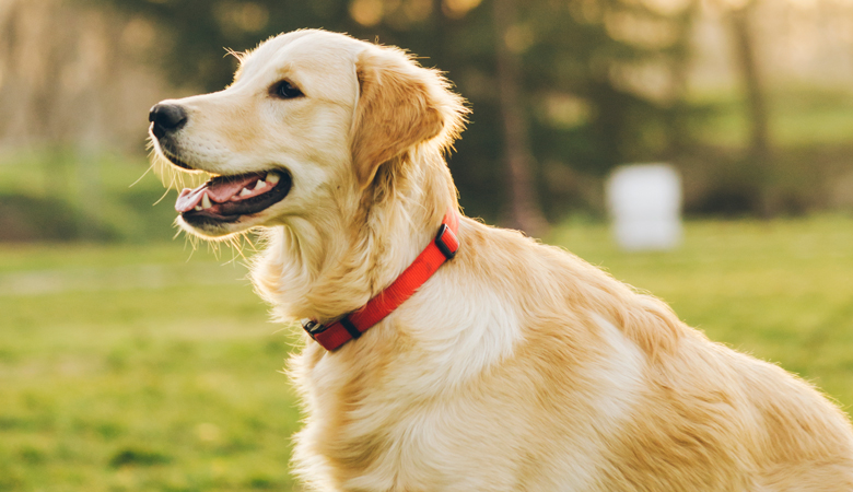 Golden retriever