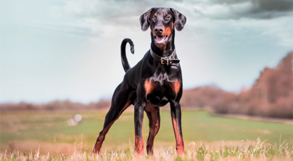 Dobermann