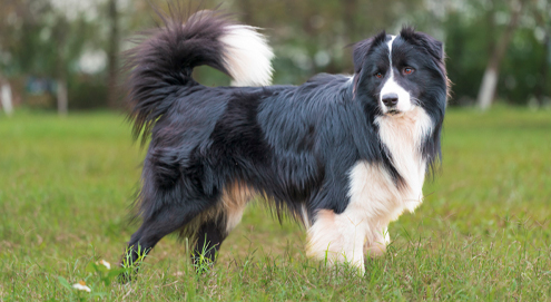 Border Collie in het gras