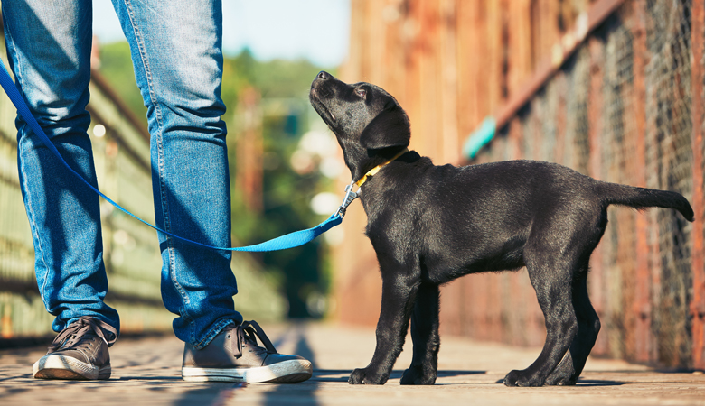 Baasje wandelt met pup