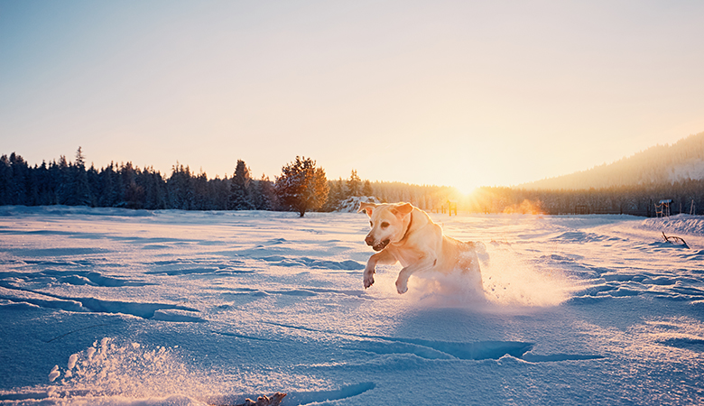 Emmener son chien aux sports d'hiver