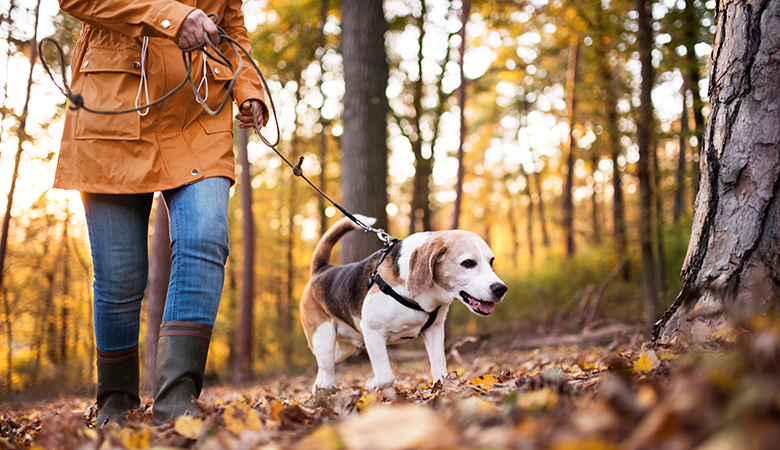 Baasje wandelt met hond door bos