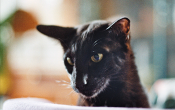 Oriental Shorthair