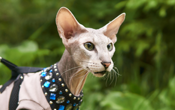 Peterbald