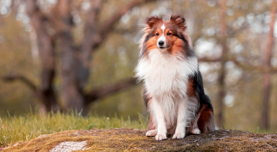 Sheltie