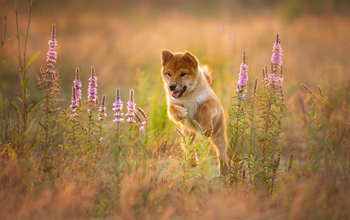 Shiba inu