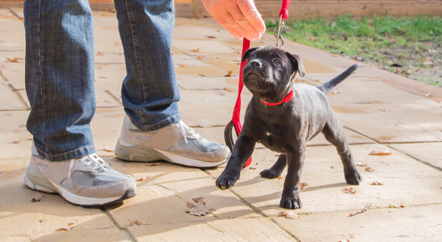 puppy on leash