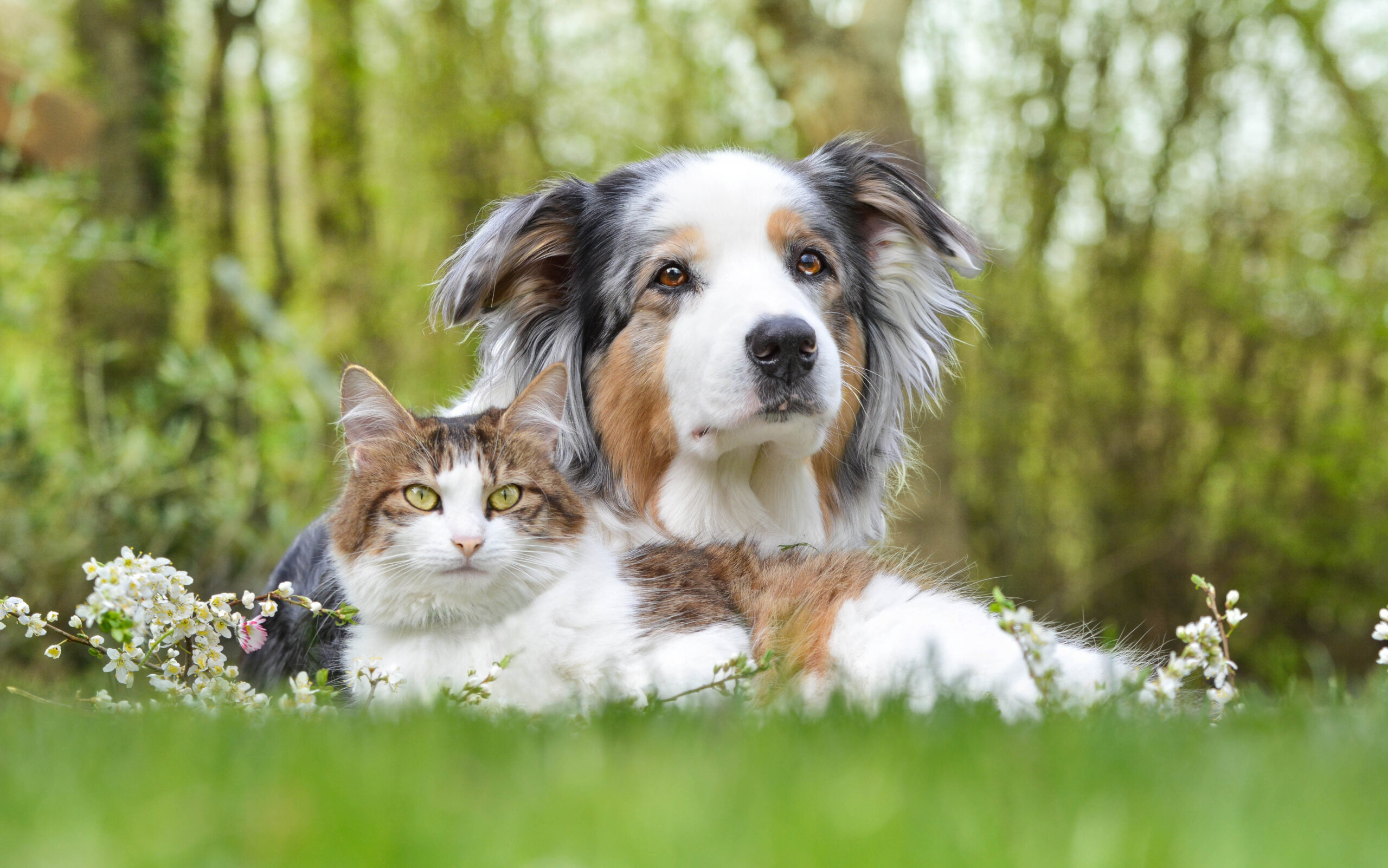 Longwormen bij hond en kat