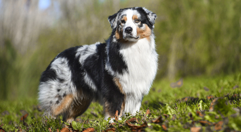 Australian Shepherd staand in gras