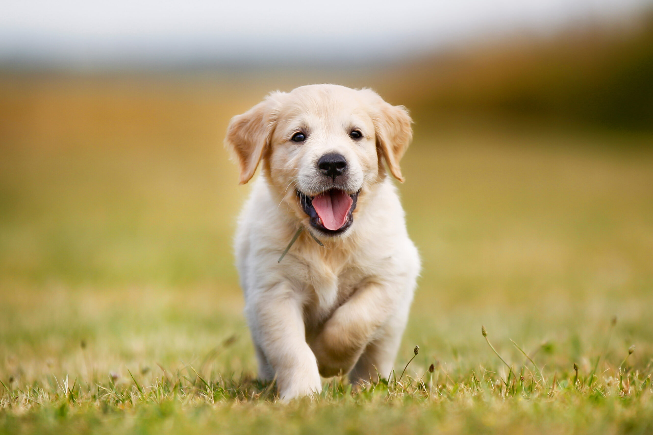 golden retriever puppy