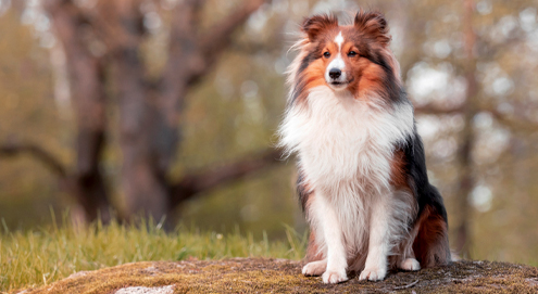 Sheltie