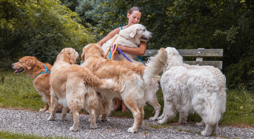 golden retrievers 