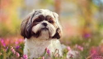 shih-tzu