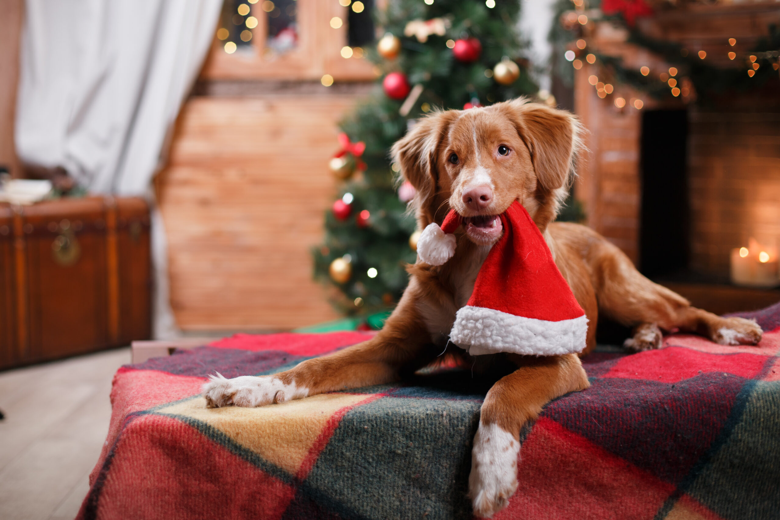 tolling retriever weihnachten