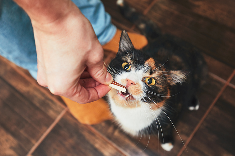 Chat mange une friandise