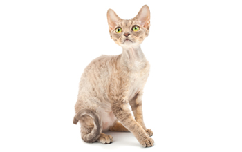 Like to know about Devon Rex? |