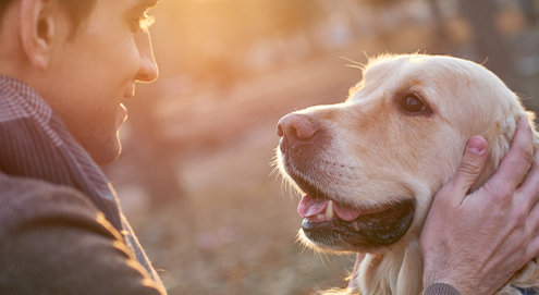 dog with owner