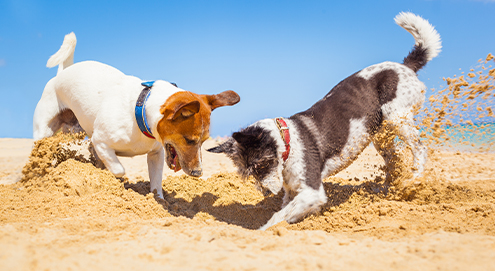 zomer en honden