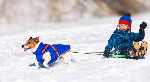 dog pulling sleigh