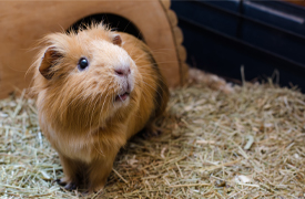 guinea pig