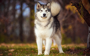 alaskan malamute