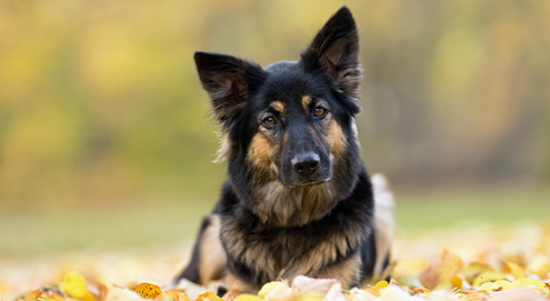 Hond liggend in het gras