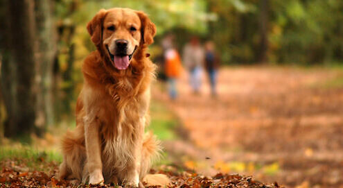 happy dog