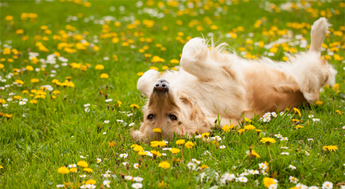 Flöhe bei Hunden