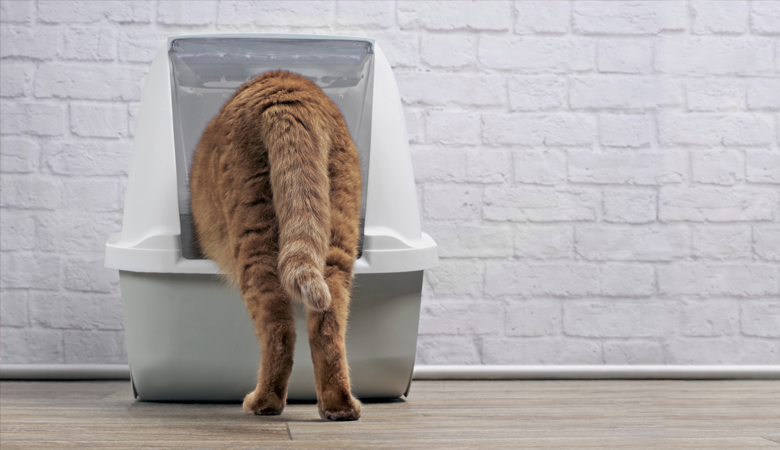 Diarrhoea in cats