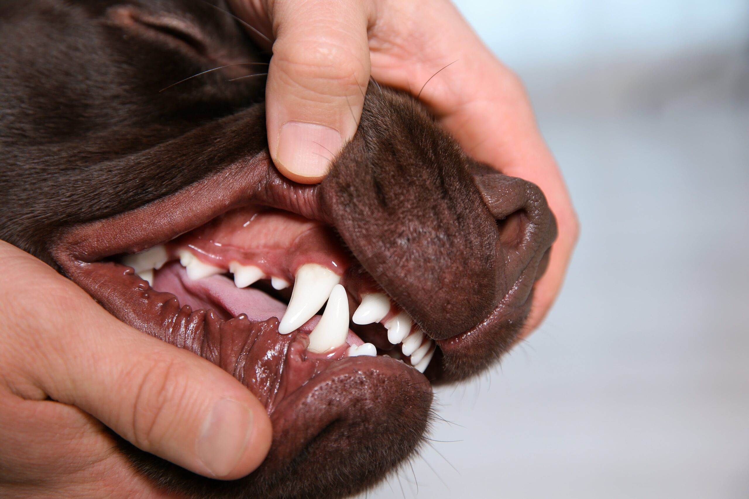 chien se fait brosser les dents