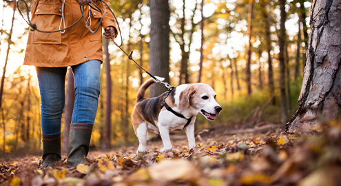 family walking dog 