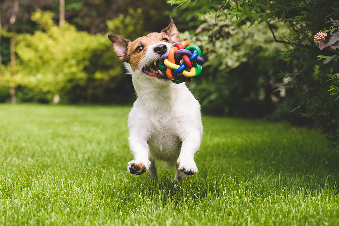 Portrait of dog with green background