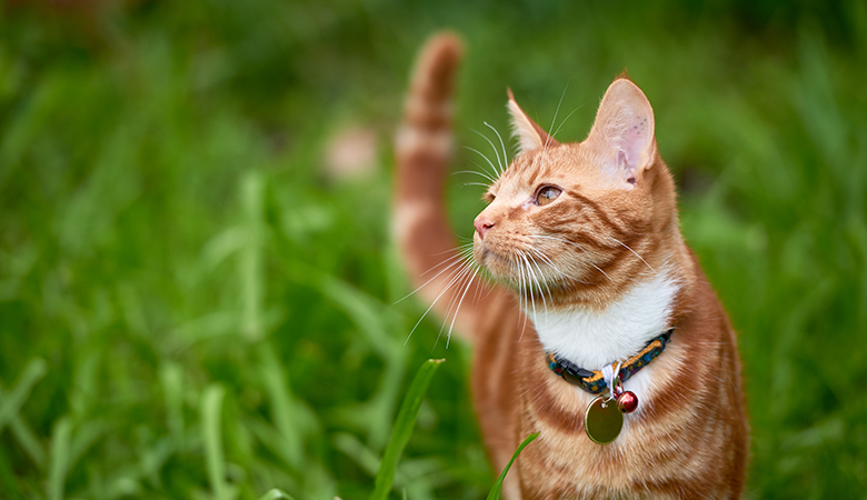 Rode kat loopt buiten in het gras