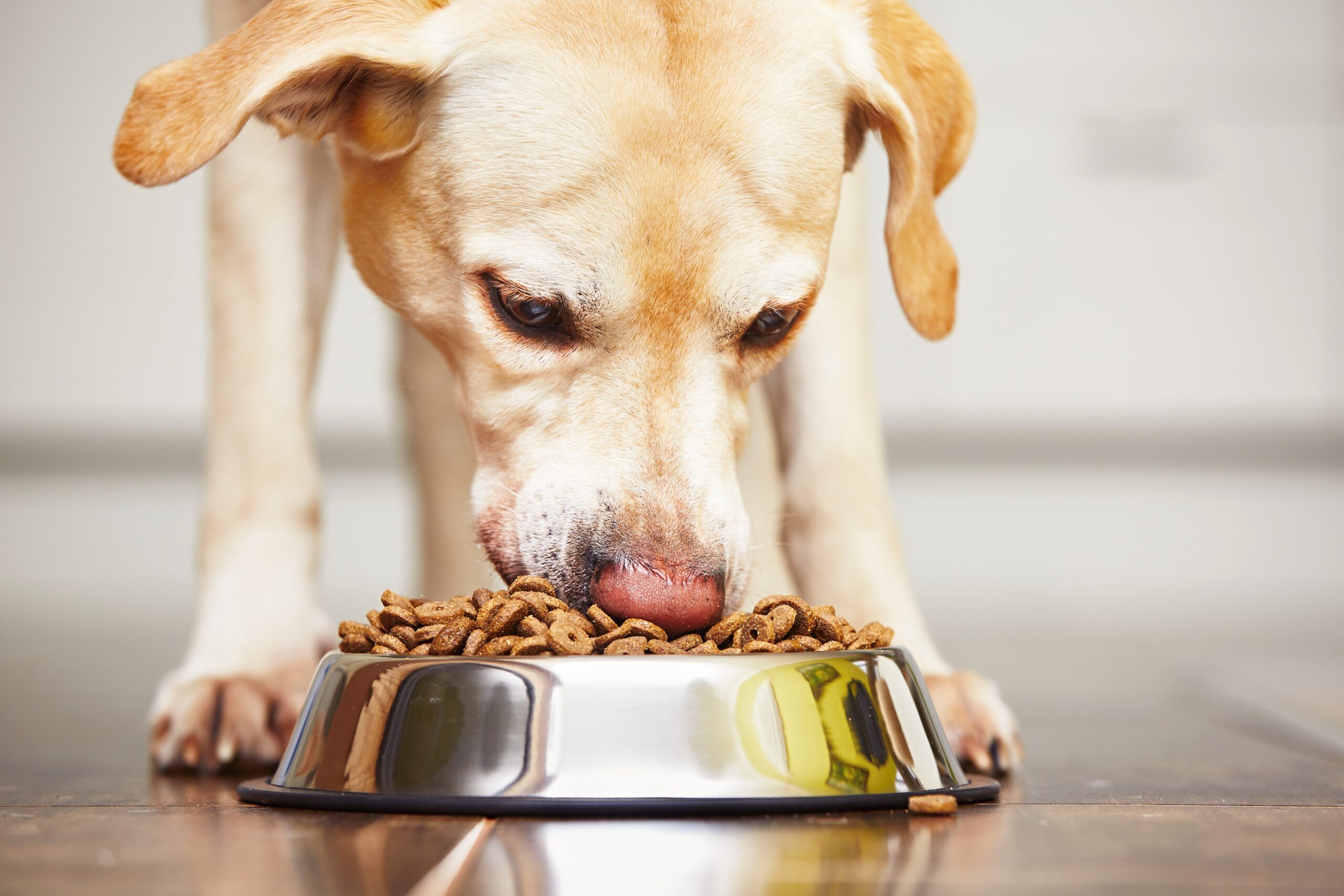 Dog and food bowl