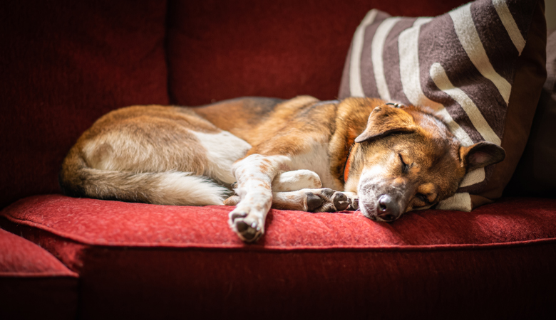 Oude hond ligt op bank