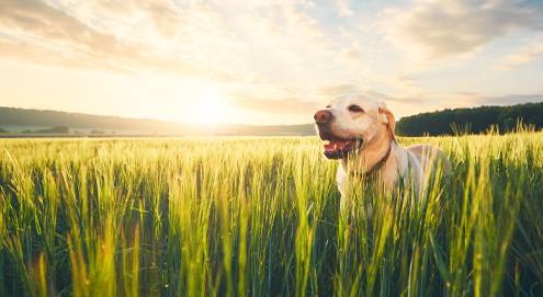 Pourquoi les épillets sont-ils dangereux pour votre chien ?