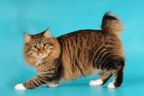 American Bobtail