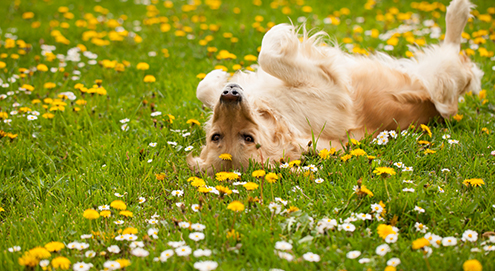 hund auf der wiese