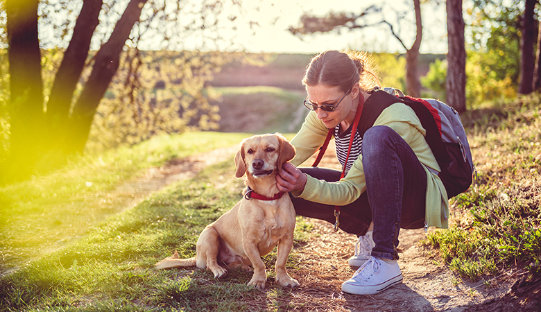 Hund mit Frauchen auf einem Waldweg in der Sonne