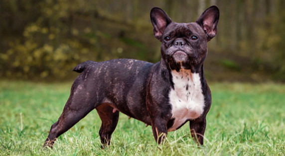 Franse-Bulldog