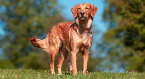 Golden Retriever